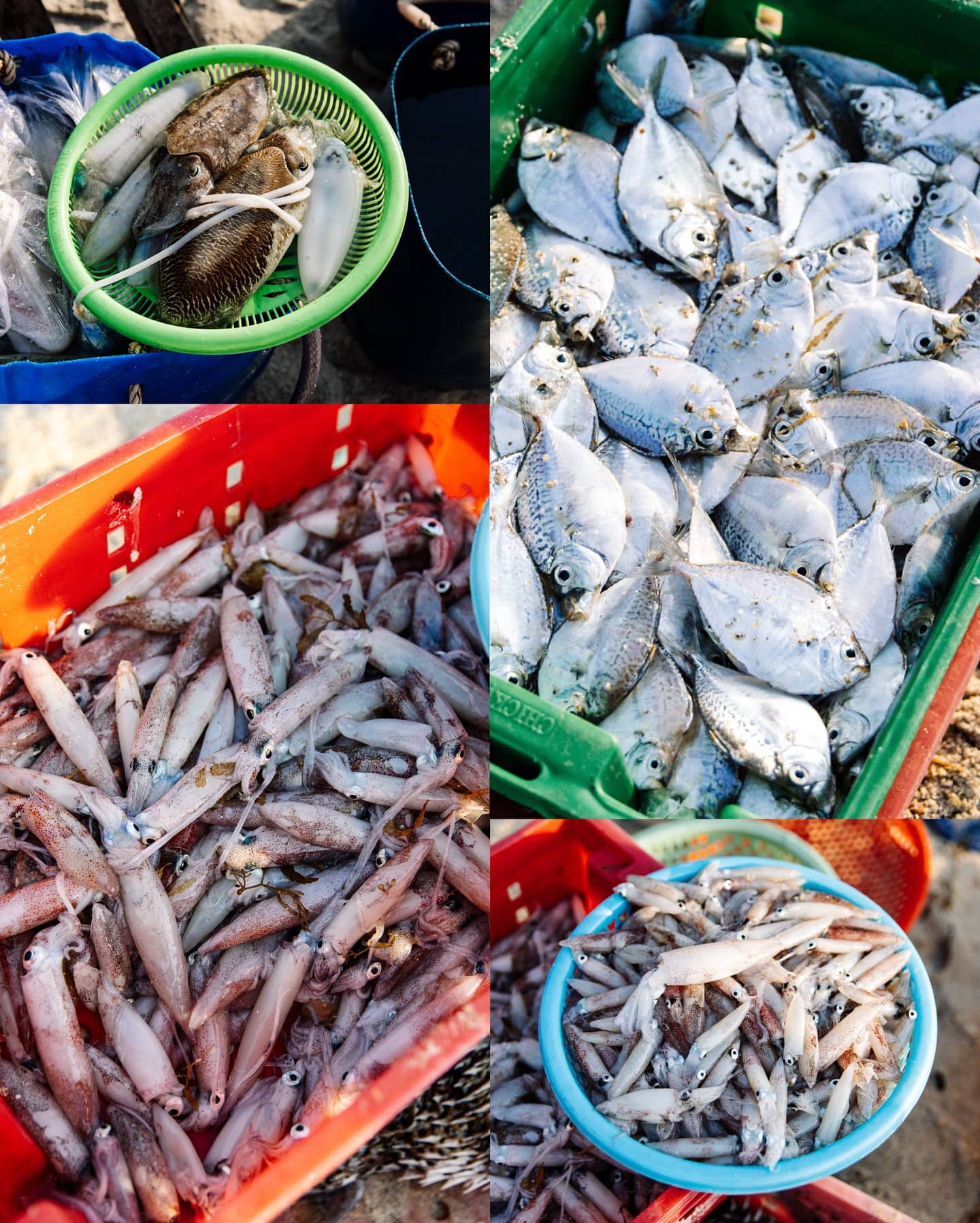 Các loại hải sản tươi