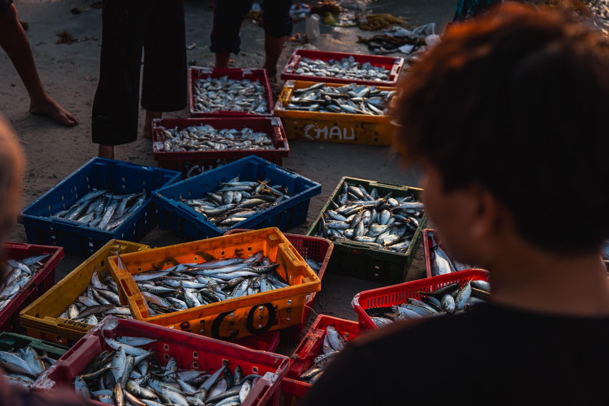 Các thùng cá tươi tại làng chài Ninh Thuỷ